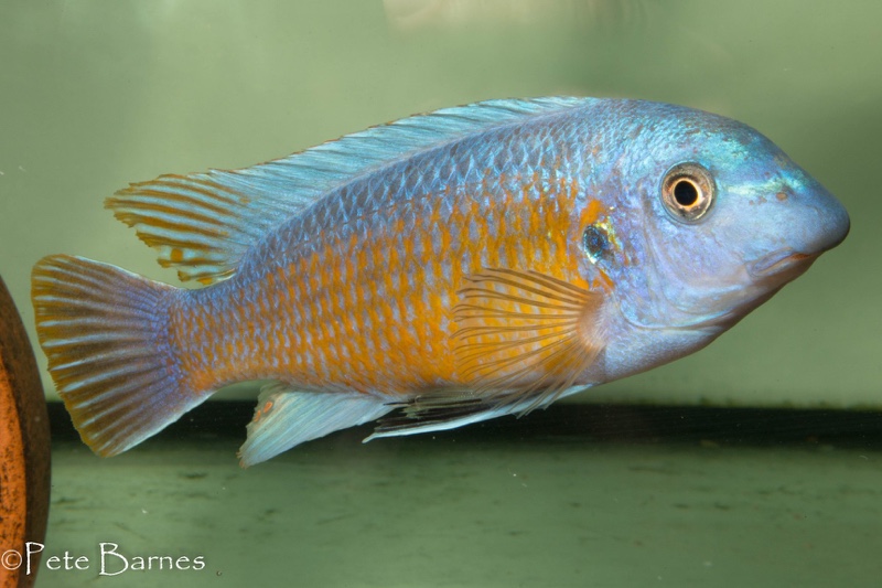 Labeotropheus fuelleborni 'Katale Island'